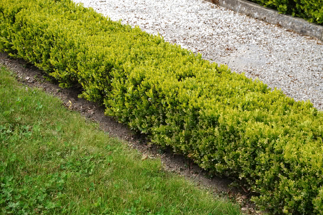 Hedge
